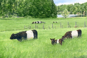 Belties at Aldermere Farm