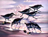 Sanderlings