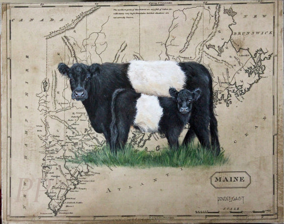 Belted Galloways on Maine Map